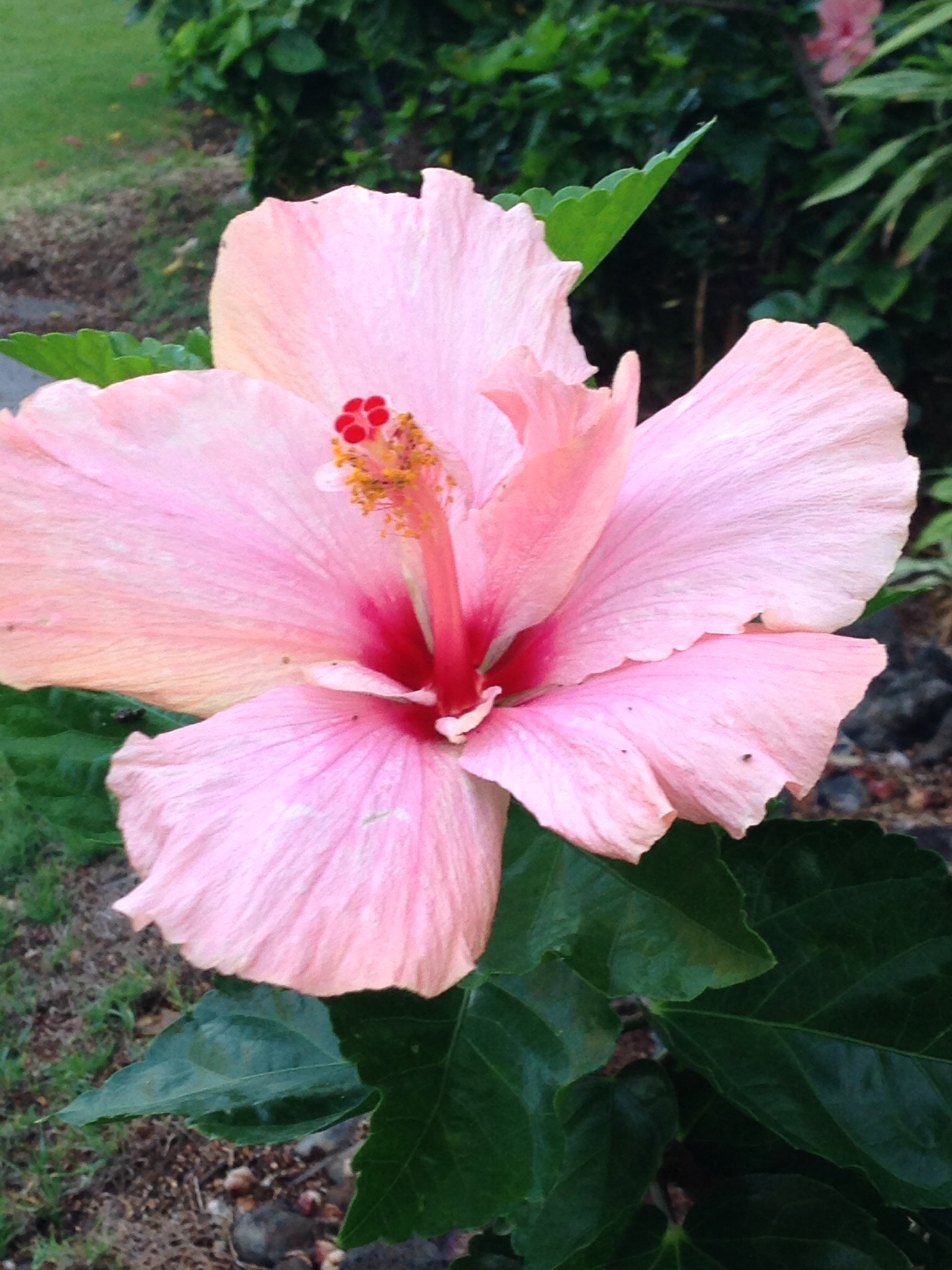 Slow me down Lord…..