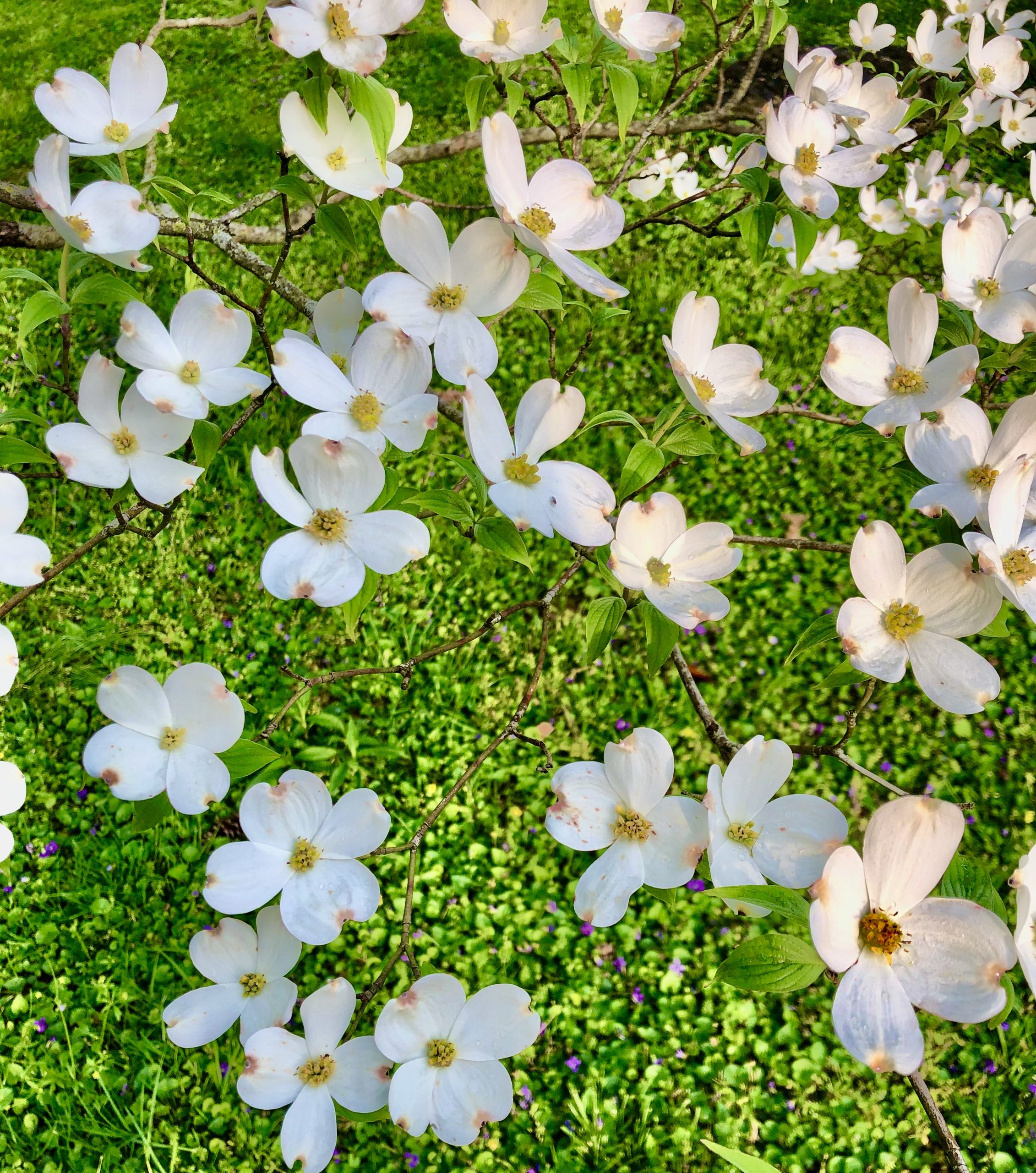 Rediscover to Resurrect Life